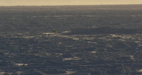 Wall Mural - Polar bear and blowing snow glow gold in evening light on ice