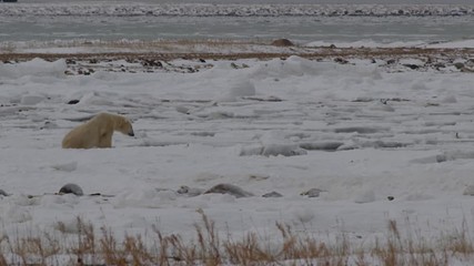 Wall Mural - Polar bear makes its way across delicate snow and ice