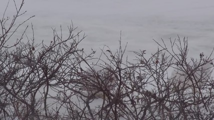 Wall Mural - Ptarmigan forage for food in blizzard wind and snow