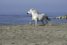 White Stallion Running On The Beach