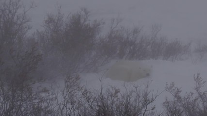 Wall Mural - Snowy blizzard winds do not phase polar bear in snow bed