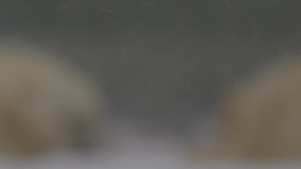 Wall Mural - Slow motion - Rack through snow flakes to resting bears on beach