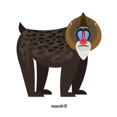 Wall Mural - mandrill - very interesting monkey with colored head