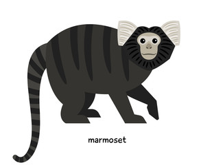 Wall Mural - Marmoset - monkey, characterized at agility and mobility.