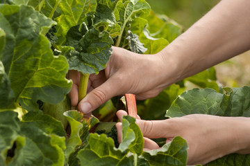 Wall Mural - hand picking leaves of rhubarb