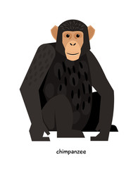 Wall Mural - chimpanzee -monkey, having higher level of nervous activity than the others