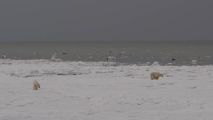 Wall Mural - Wide of two polar bears on frozen ice of arctic coast on cloudy day