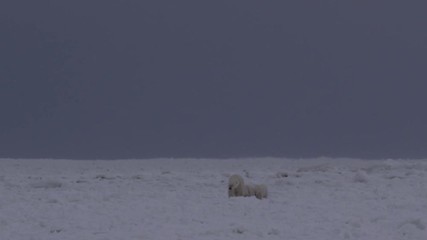 Wall Mural - Mother polar bear and cubs walk along wave born ice