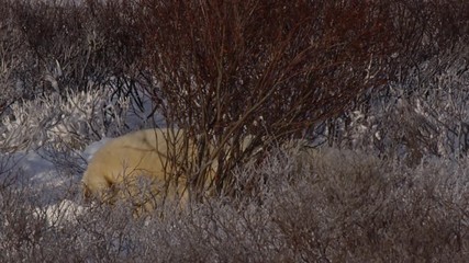 Wall Mural - Polar bear bights at willow in snow bed in golden evening light