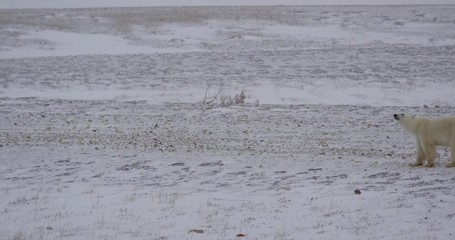 Wall Mural - Polar bear and cub walk across empty landscape