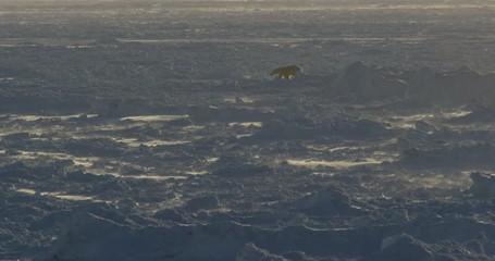 Wall Mural - Blowing snow and polar bears emerging from ice glow in gold light
