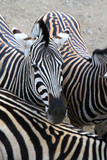 Fototapeta Konie - Cute zebra among its friends