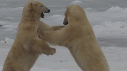 Wall Mural - Slow motion - two polar bears stand and punch each other while fighting
