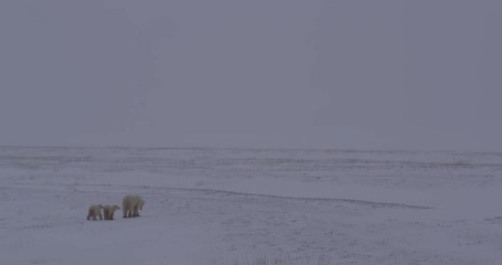 Wall Mural - Wide mother polar bear leads twin cubs across snowy tundra