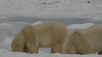 Wall Mural - Two polar bears try to cool off by eating snow on ice