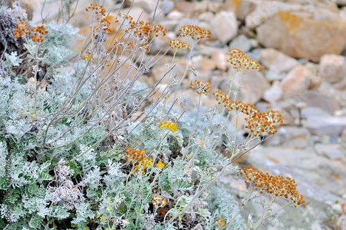 Plante Et Fleurs Sauvages Du Bord De Mer En Bretagne Buy - 