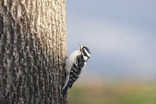 Female Downy Woodpecker 2