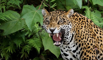 jaguar in amazon forest