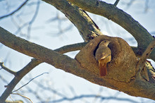Rufous Ovenbird Entering Its Nest Made Of Clay