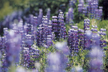 Field Of Purple Lupines