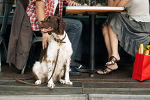 Low Section Of A Couple Sitting With Dog At Restaurant