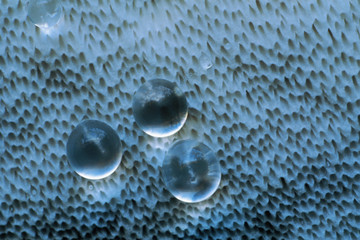 Wall Mural - Water droplets on rough surface