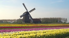 AERIAL: Amazing Colorful Blooming Tulips And Old Vintage Wooden Windmill