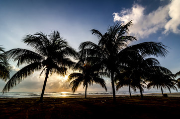 Wall Mural - Silhouette of tree when sun rising near the beach