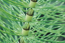 Horsetail Stem Close Up (Equisetum)