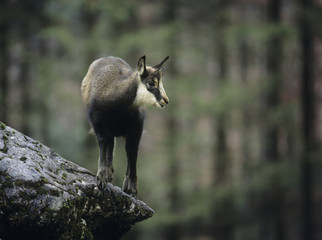 Wall Mural - Chamois balancing on rock in forest