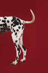 side view of a dalmatian's tail and hind legs against red background