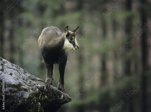 Zdjęcie XXL Kozica równoważenie na skale w lesie