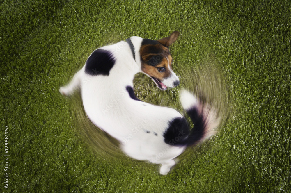Elevated view of Jack Russell terrier chasing tail view on grass - obrazy, fototapety, plakaty 