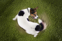 Elevated View Of Jack Russell Terrier Chasing Tail View On Grass