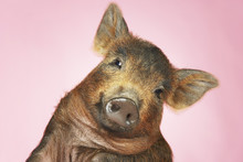 Closeup Portrait Of A Brown Pig Against Pink Background