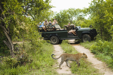 leopard (panthera pardus) crossing road with tourists in jeep in background
