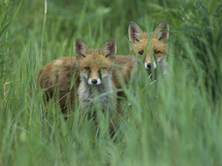 Wall Mural - Two red foxes standing in tall grass