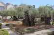 © v_blinov - Old olive trees in the Garden of Gethsemane in Jerusalem