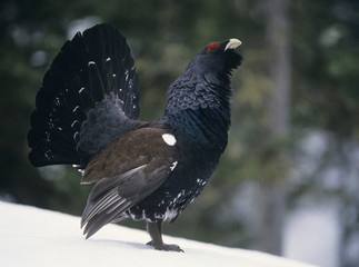 Wall Mural - Male capercaillie standing on snow side view