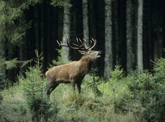 Wall Mural - Red deer stag in forest