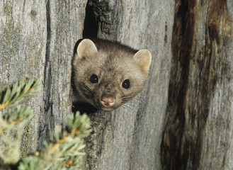 Wall Mural - Weasel peeking from hollow tree