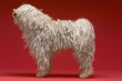Full length side view of Hungarian shepherd dog on red background