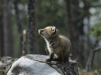 Wall Mural - Fox cub sitting on tree stump