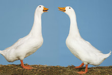 Side View Of Two Geese Facing Each Other Standing Against Blue Sky