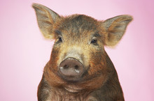 Closeup Portrait Of A Brown Pig Against Pink Background