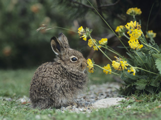 Wall Mural - Young hare eating yellow clover