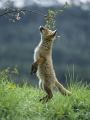 Wall Mural - Fox cub on hind legs sniffing branch