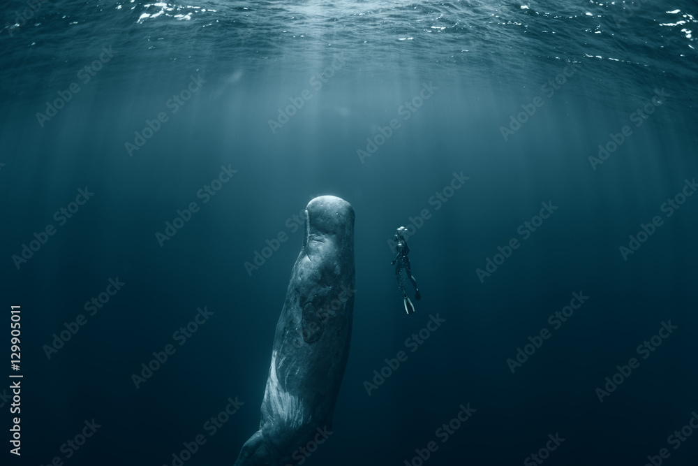 Sperm whale and Freediver - obrazy, fototapety, plakaty 