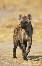 Spotted Hyena (Crocuta Cocuta) Standing On Savannah