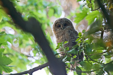 Tawny Owl, (Strix Aluco), Owlet Or Branchling, Cornwall, UK.
